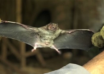 Ganadería: detectaron tres casos de rabia paresiante en norte de Misiones