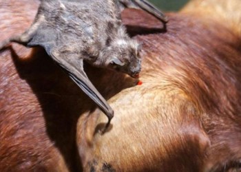 Brote de rabia paresiante en Andresito: “Hubo un descuido de los productores”