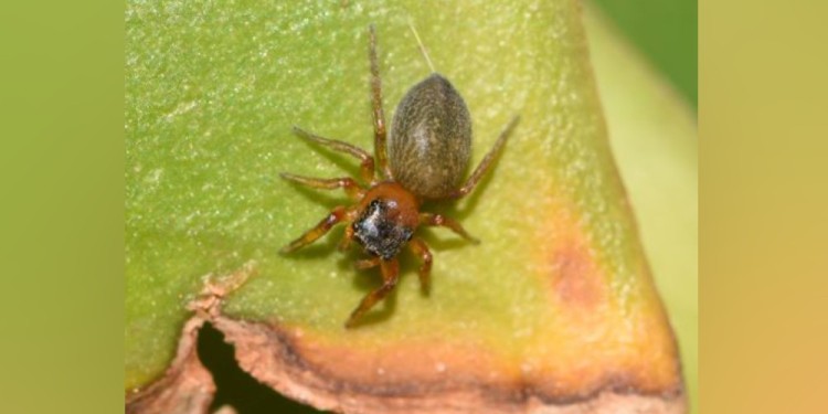 SALTARINA. “Messi, Scaloni y todos los jugadores formaron un equipo inolvidable. Al designar a esta nueva araña como Scaloneta, nos pareció una linda forma de homenajearlos, y devolverles un poquito de toda la alegría que nos regalaron”, indicaron los científicos.