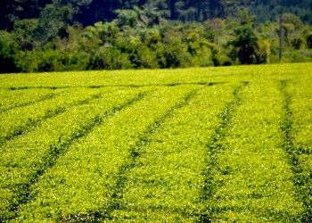 El kilo de té se reajustó a 20 pesos para el último tramo de la zafra