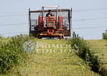 De exportar el 60% del té de Misiones en los 90, ahora las cooperativas cubren solo 1%