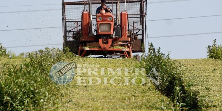 DECADENCIA. La desaparición de las cooperativas arrastró consigo a los productores, quienes siguen eliminando teales.