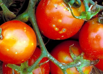 Impacto del cancro bacteriano en el tomate y cómo detectarlo a tiempo