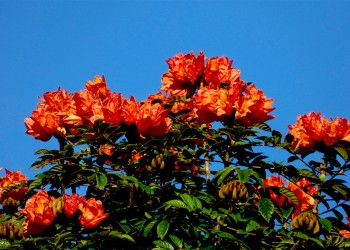 En la Tierra Colorada quieren erradicar el tulipán africano