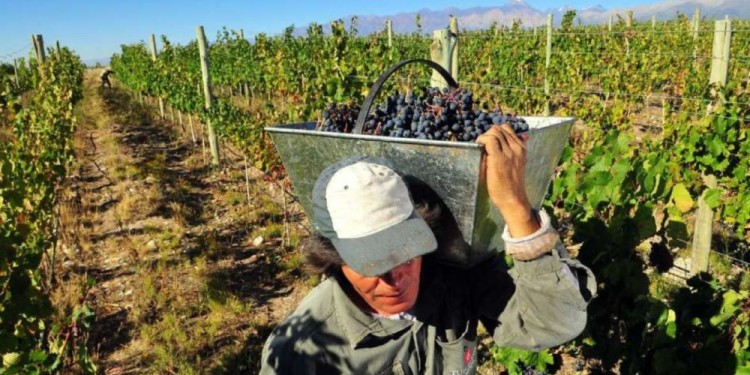 GOLONDRINAS. Un grupo de jóvenes misioneros cruzó al Brasil hace semanas para trabajar en la cosecha de uva.