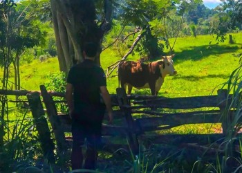 Recuperaron una vaca que le habían robado a un colono de Gobernador López