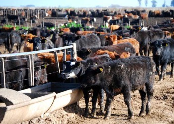 Estiércol de vaca, ideal para producir fertilizantes biológicos