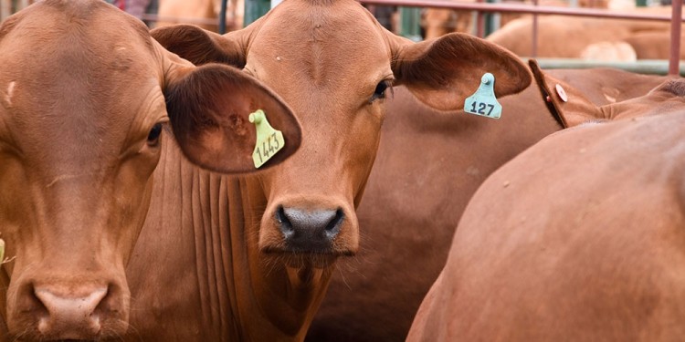 POSITIVO. En participación, precios y genética de los animales como así también la amplia variedad de razas.