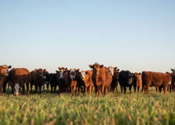 “La situación en el sector agropecuario no es tan preocupante como en años anteriores”