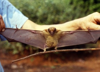 En lo que va del año, se detectaron más de 20 casos de rabia paresiante en Misiones