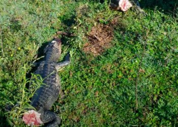 Indignación por la aparición de yacarés mutilados