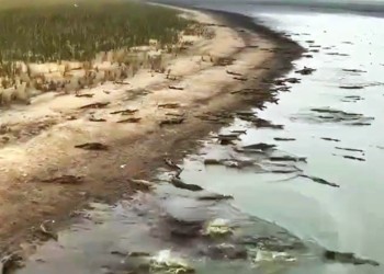 Yacarés, acechados por el fuego y la sequía, se resguardan en el río Corrientes