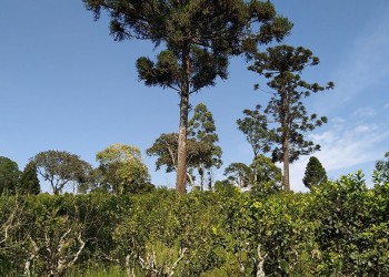 Trabajo articulado en San Pedro para lograr yerbales sustentables