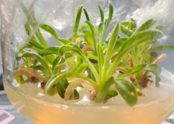 Protocolo de micropropagación para el cultivo masivo de alcaucil y batata