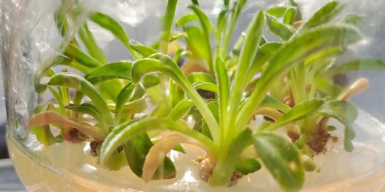 RESULTADOS. La producción vegetal dio un salto de la mano de los expertos e investigadores.