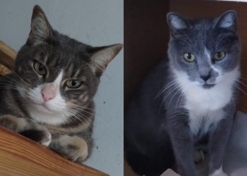 Kate y Charlotte buscan un hogar “para siempre”