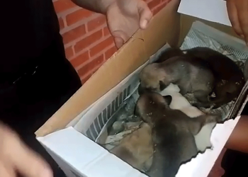 Rescataron a cuatro cachorros que fueron arrojados a un arroyo