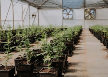 Misiones firmó un acuerdo para potenciar el desarrollo de cannabis medicinal
