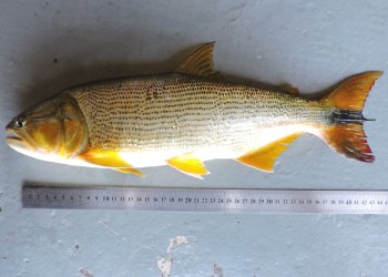Peces del río Paraná: el Dorado