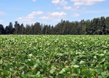 Misiones fue la primera zona  núcleo sojera de Argentina