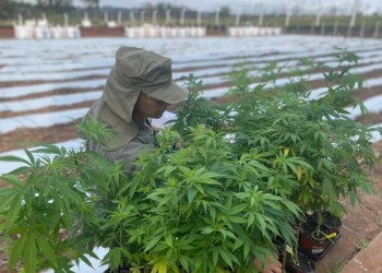 Fortalecen el desarrollo del  cultivo de cannabis medicinal