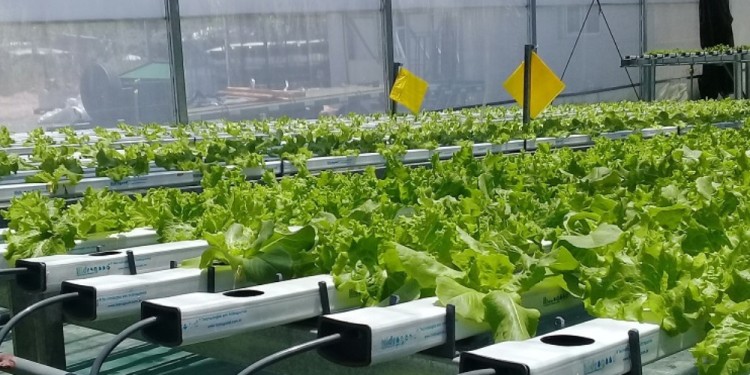 CUIDADO AMBIENTAL. El INTA avanza en la eliminación del bromuro de metilo.