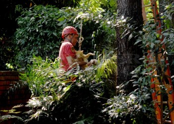 Heroico rescate de un gato que estuvo una semana en la cima de un árbol