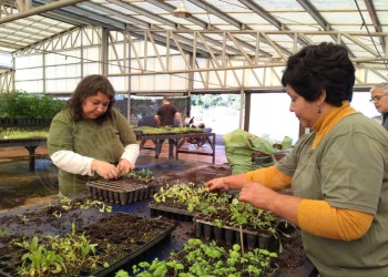 El Centro de Investigación y Producción Jardín Botánico produce más de 37 especies nativas