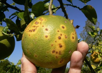 Citricultura: presentan sistema de vigilancia que anticipa en el celular la presencia de plagas