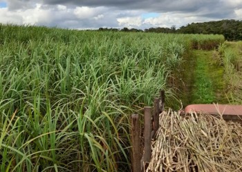 Azúcar mascabo: entre la demanda y el arrastre de los efectos de la sequía