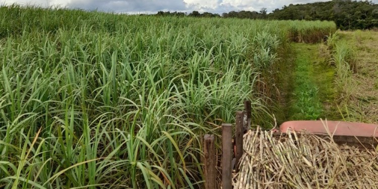 RESIGNACIÓN. Los productores de azúcar mascabo lamentan que la producción siga en caída.