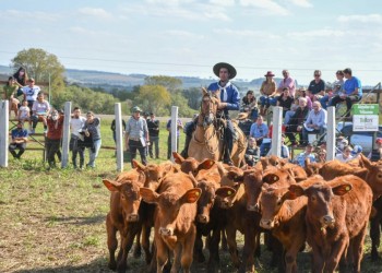 Centro de Genética: en la búsqueda de un  perfil ganadero propio