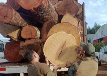 Revelan que madera incautada fue extraída de un parque provincial