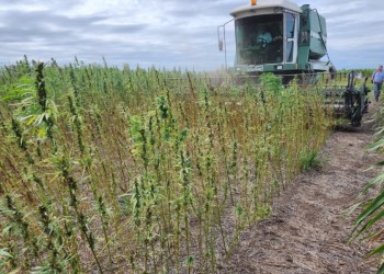 Después de 50 años, el cáñamo industrial da sus primeros pasos