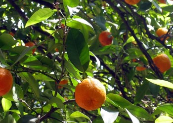 Cae la producción de mandarinas misioneras por efecto de la sequía