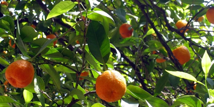 CAÍDA EN LA PRODUCCIÓN. 20 toneladas menos y frutas más chicas, son algunos de los efectos de la sequía.