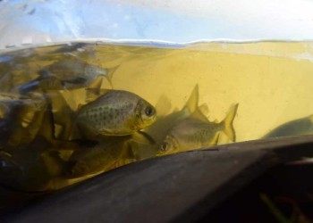 Entregaron alevines a productores