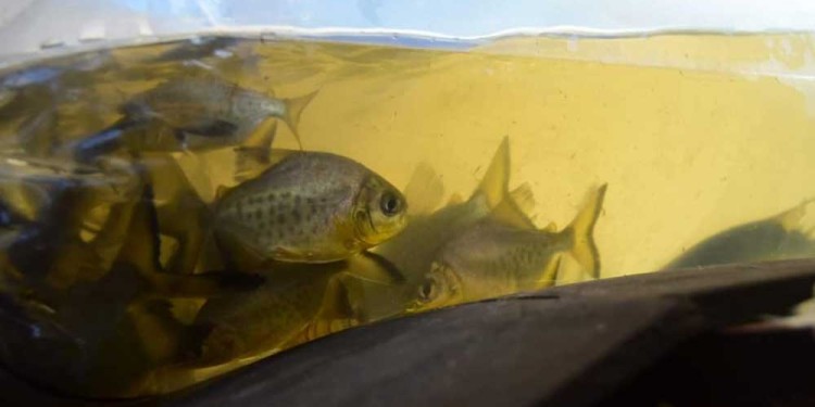 DIVERSIFICACIÓN. Se entregaron tres mil alevines de pacú a productores de siete localidades de la provincia.