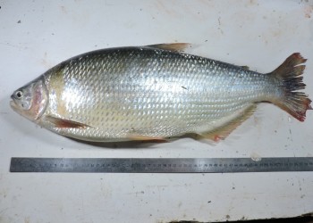 Peces del río Paraná: pira pytá o salmón de río