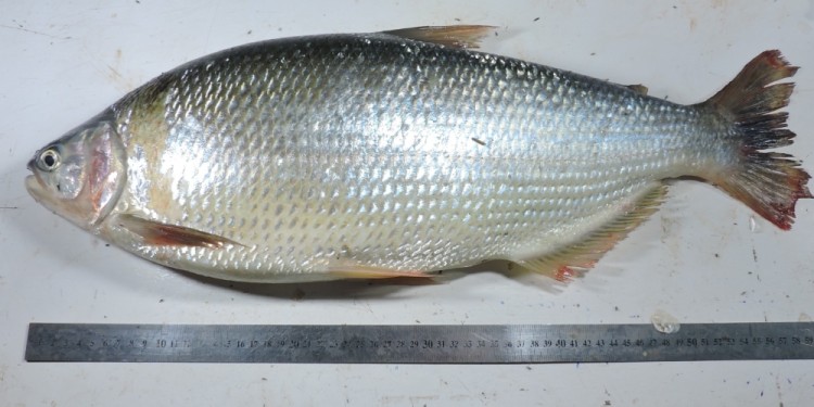 Foto gentileza Danilo R. Aichino