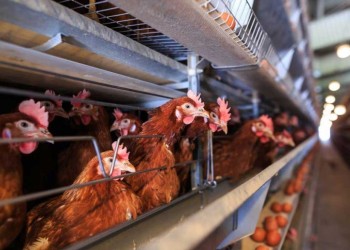 Conflicto entre una avícola correntina y el SENASA