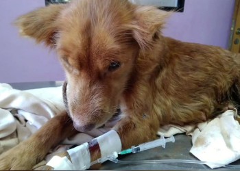 Maltrato animal: rescatan en Iguazú a una perrita malherida e infestada de gusanos