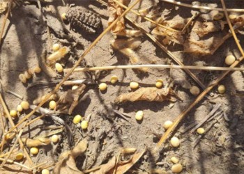 Sigue bajando la estimación de la soja: se cosechará la mitad de 2022