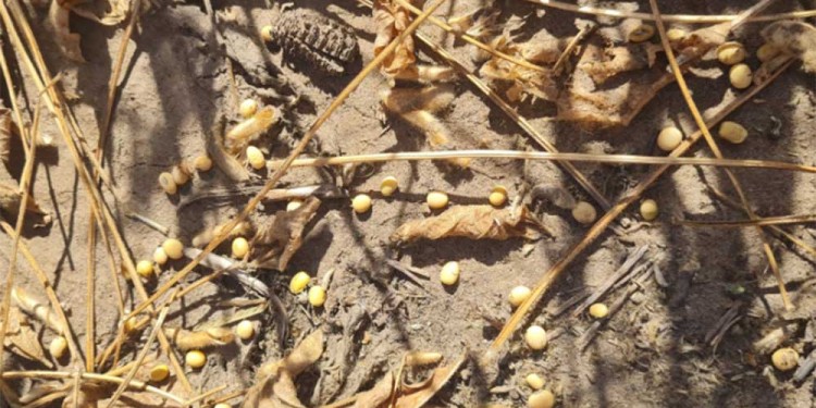 DESASTRE. La campaña sojera será la peor en más de dos décadas