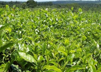 Tealeros también reclaman una suba retroactiva por el dólar agro