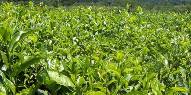 FINAL DE LA ZAFRA. A esta altura ya fue cosechado y vendido el 85% de las hojas de té disponibles para el año.