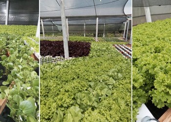 La hidroponía avanza en Misiones: “Prácticamente tuve que triplicar mi producción”