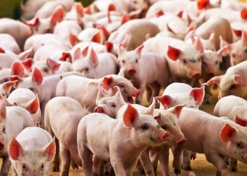 Vuelve a crecer la preocupación por la amenaza de la peste porcina