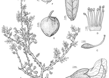 Ecosanación: Chañar de profusa floración