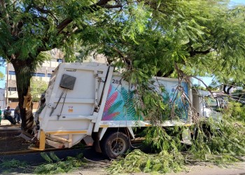 Parte de un añoso árbol cayó sobre un camión municipal en el centro de Posadas